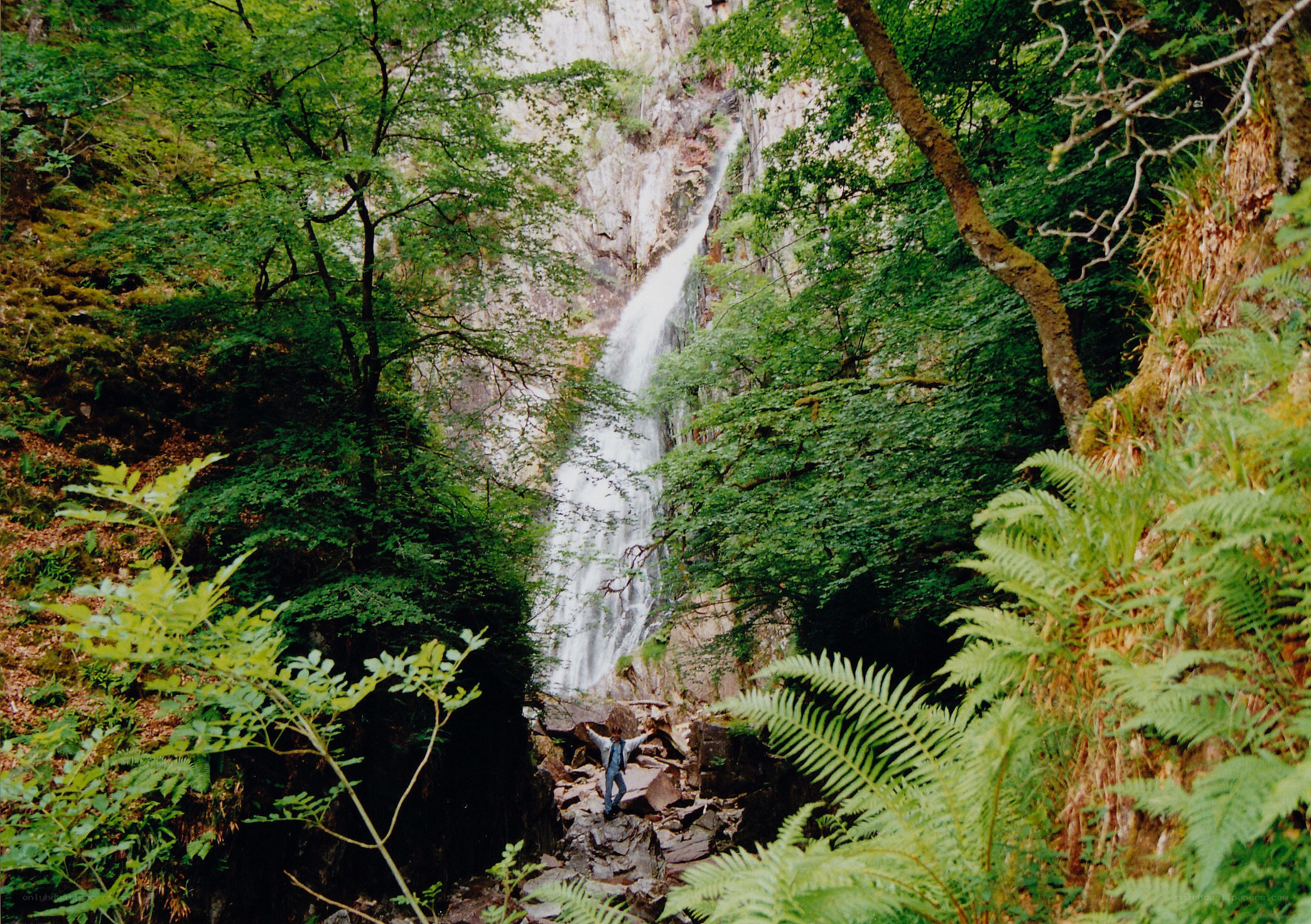 Waterfall in a lush forest