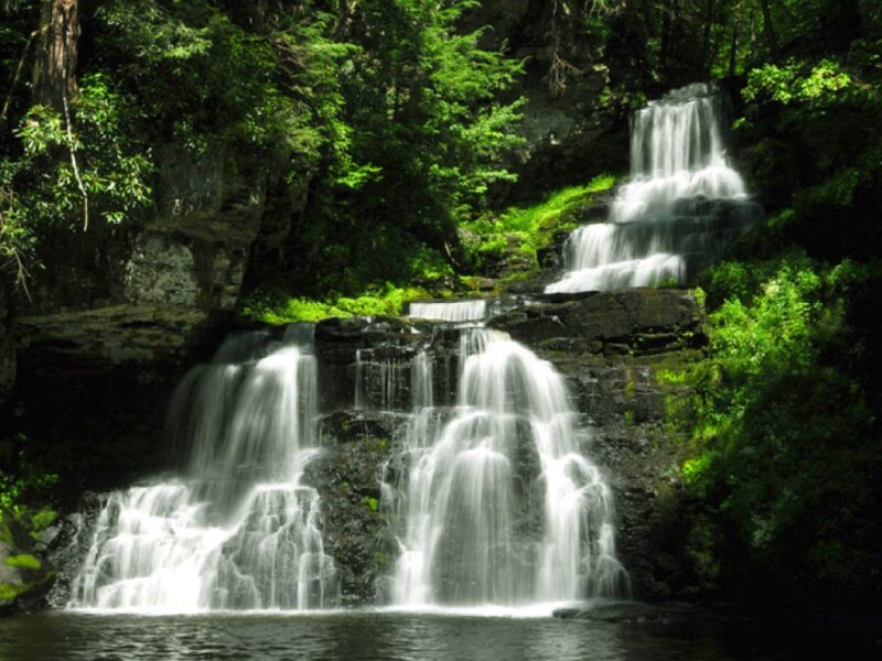 Waterfall in a lush forest