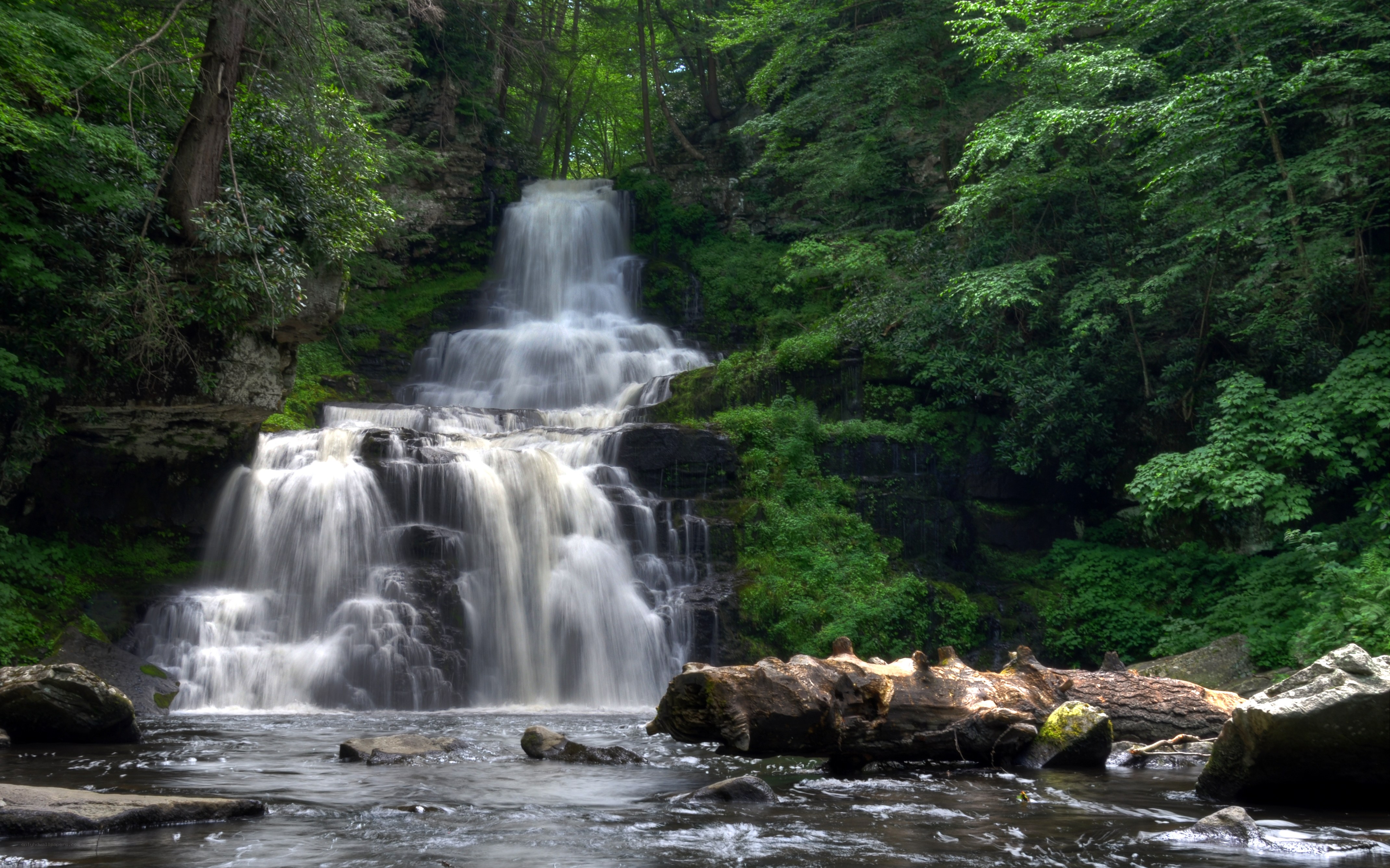 Waterfall in a lush forest