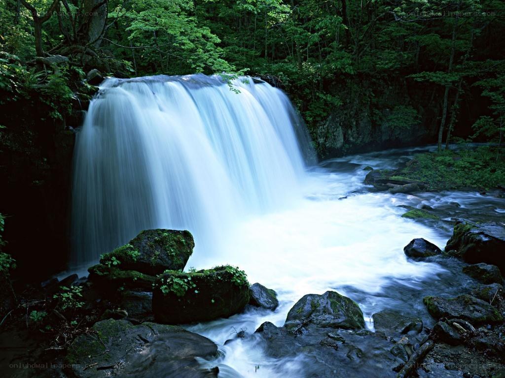 Waterfall in a lush forest