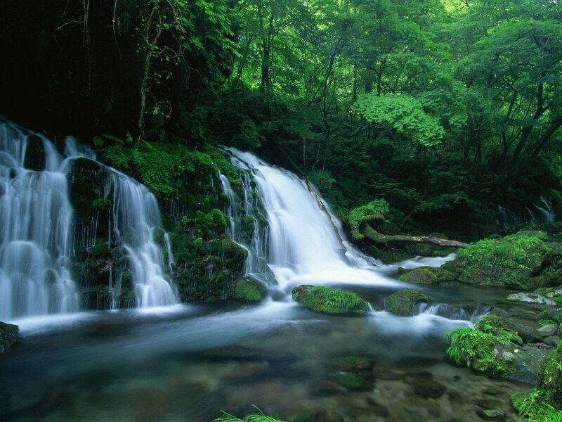 Waterfall in a lush forest