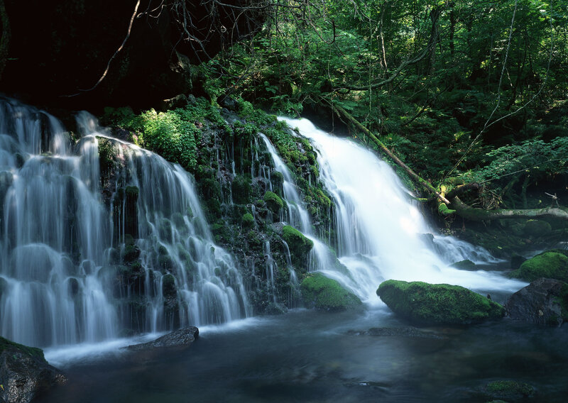 Waterfall in a lush forest