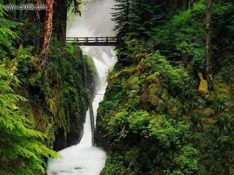 Waterfall in a lush forest