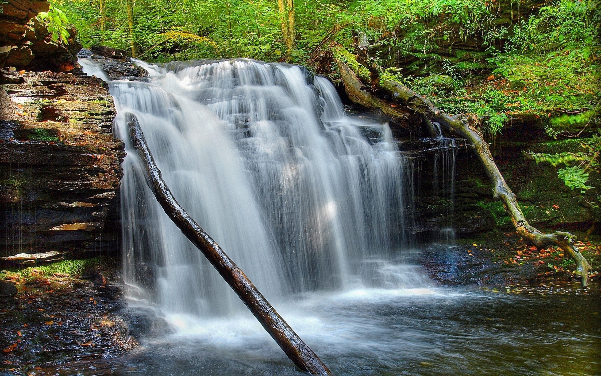 Waterfall in a lush forest
