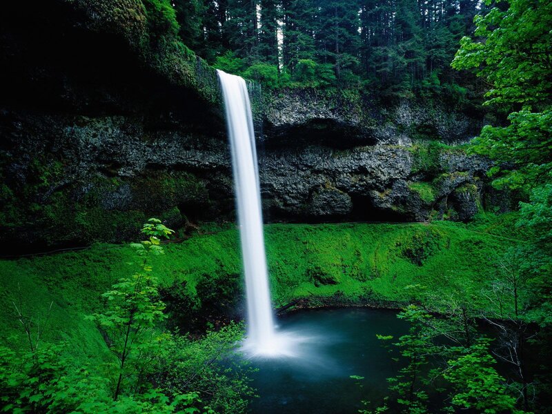 Waterfall in a lush forest