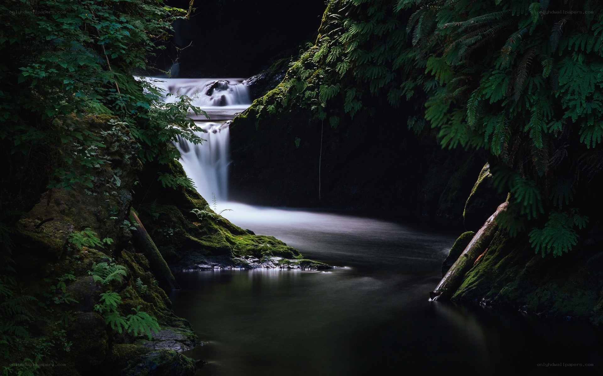 Waterfall in a lush forest