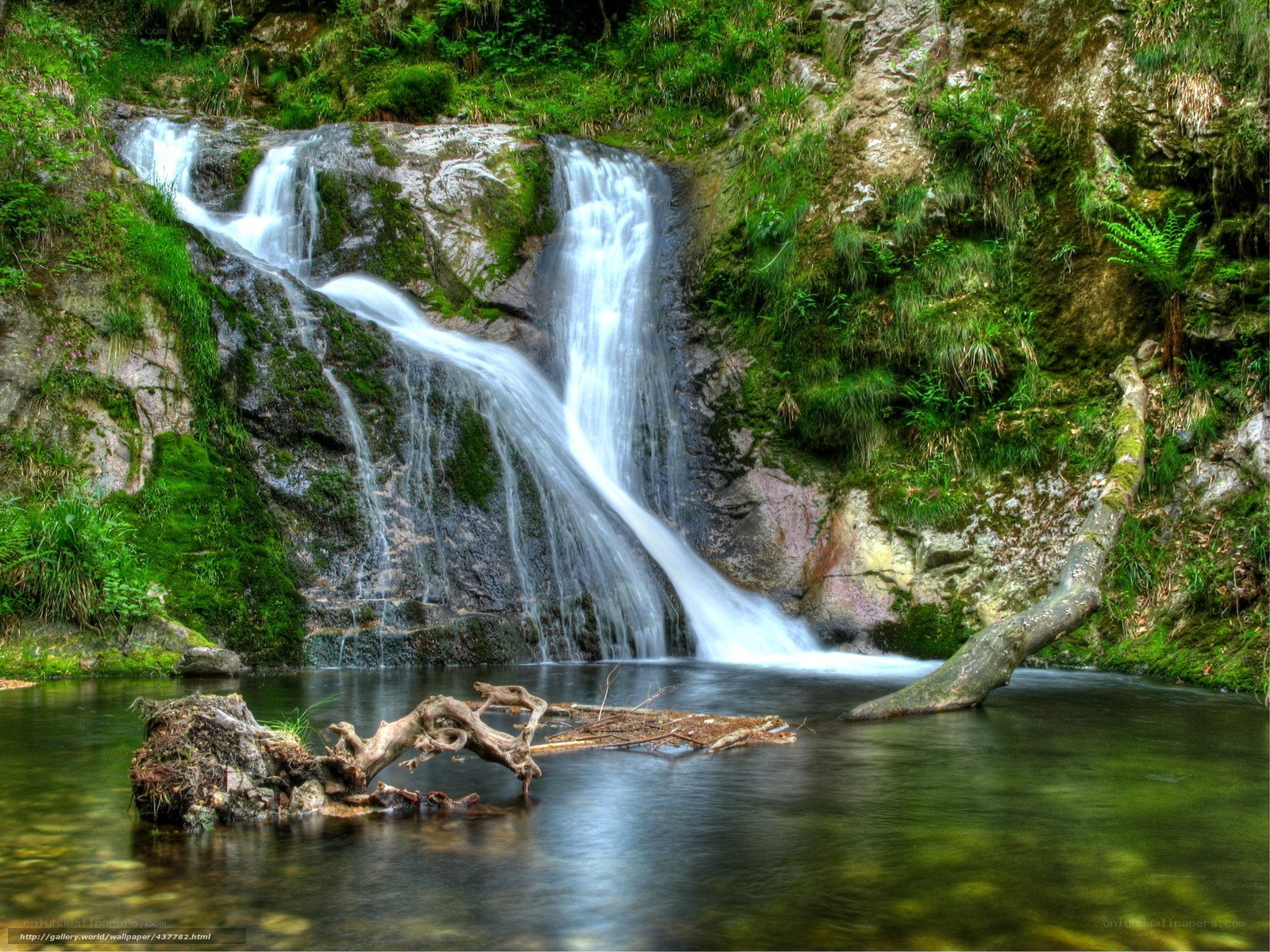 Waterfall in a lush forest