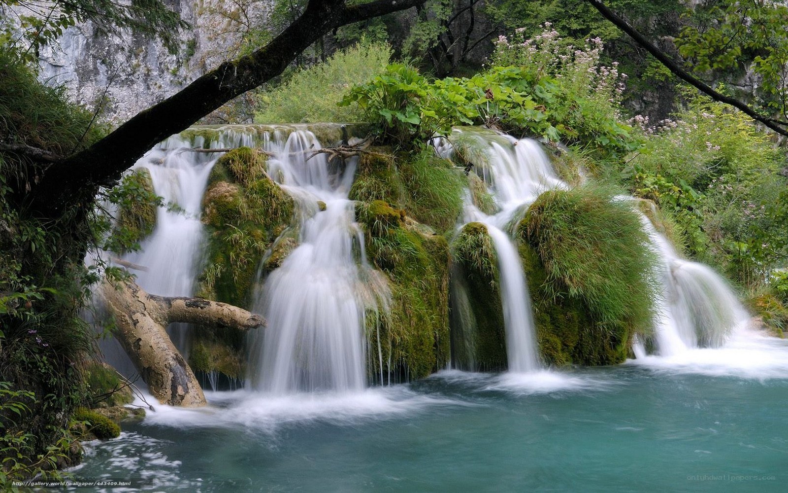 Waterfall in a lush forest