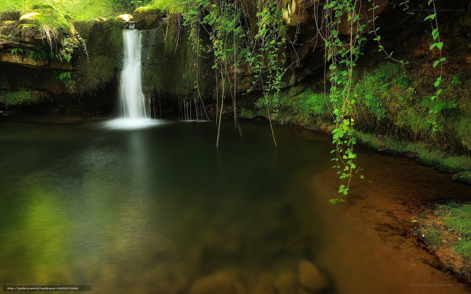 Waterfall in a lush forest