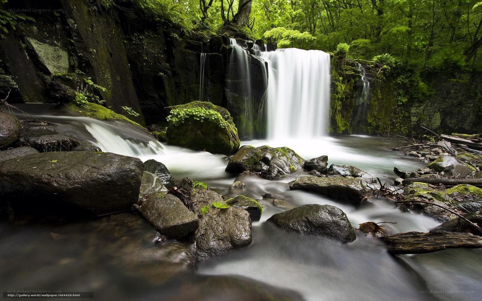 Waterfall in a lush forest