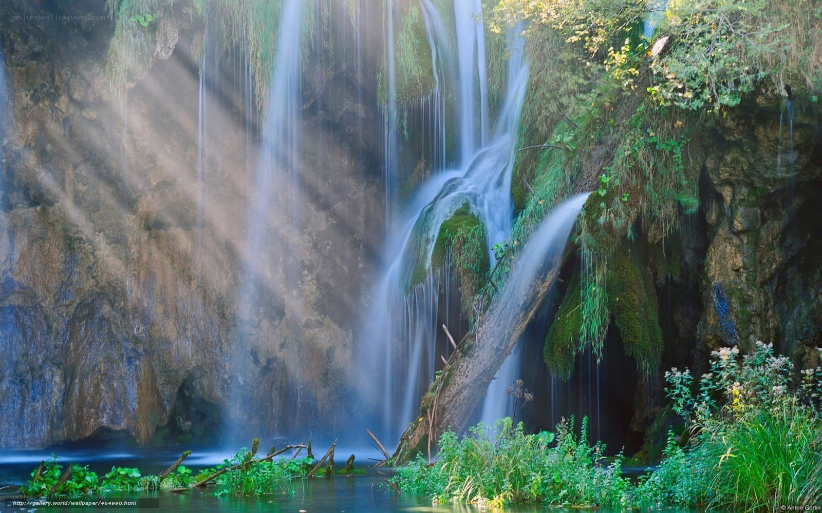 Waterfall in a lush forest