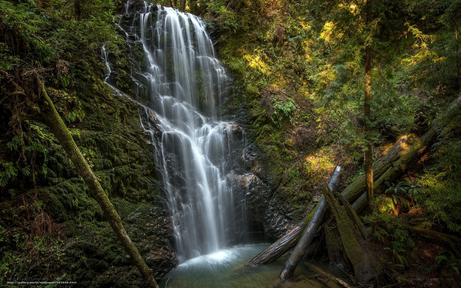 Waterfall in a lush forest