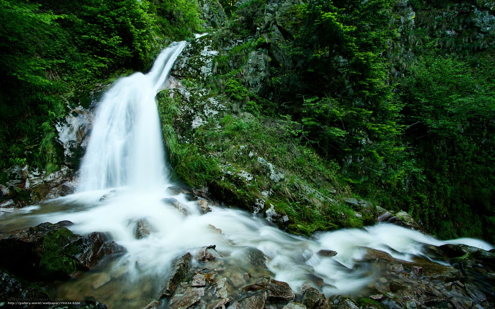 Waterfall in a lush forest