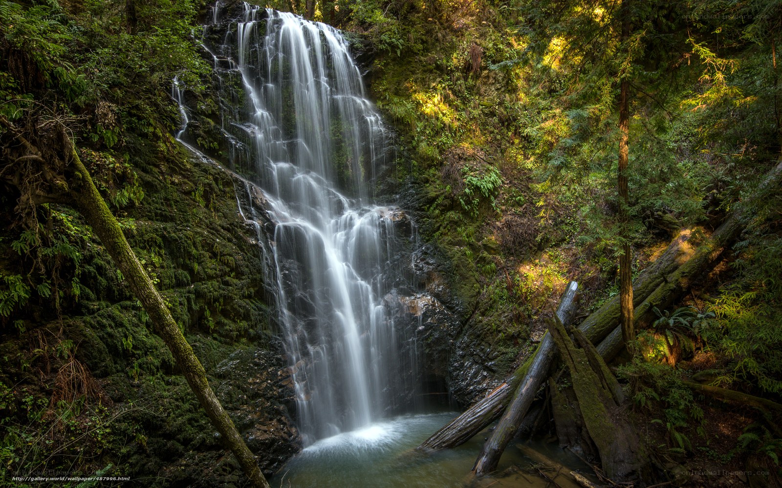 Waterfall in a lush forest