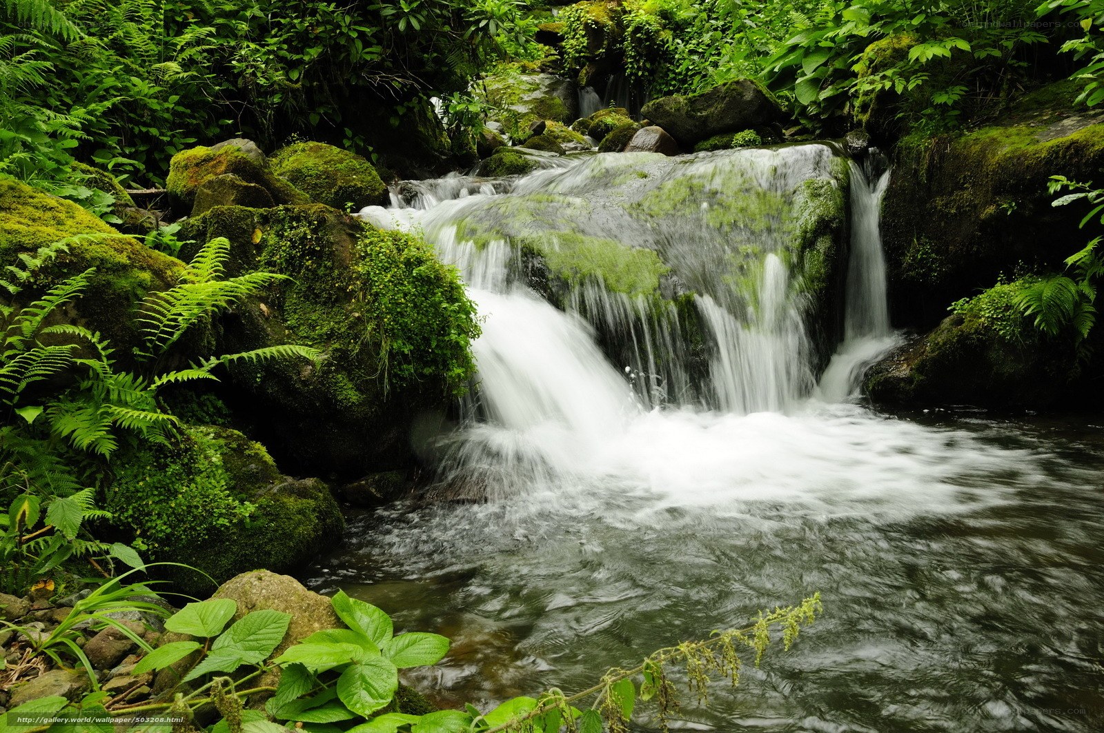 Waterfall in a lush forest