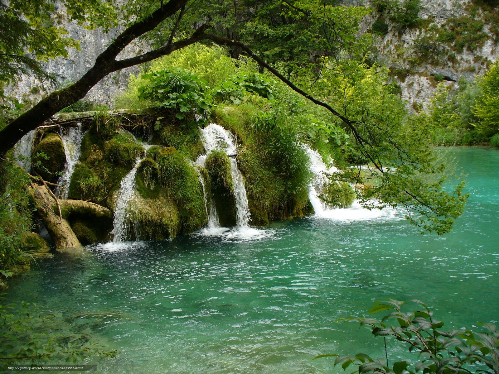 Waterfall in a lush forest