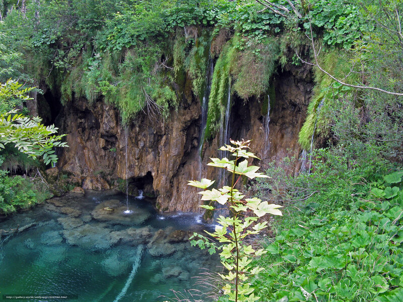 Waterfall in a lush forest