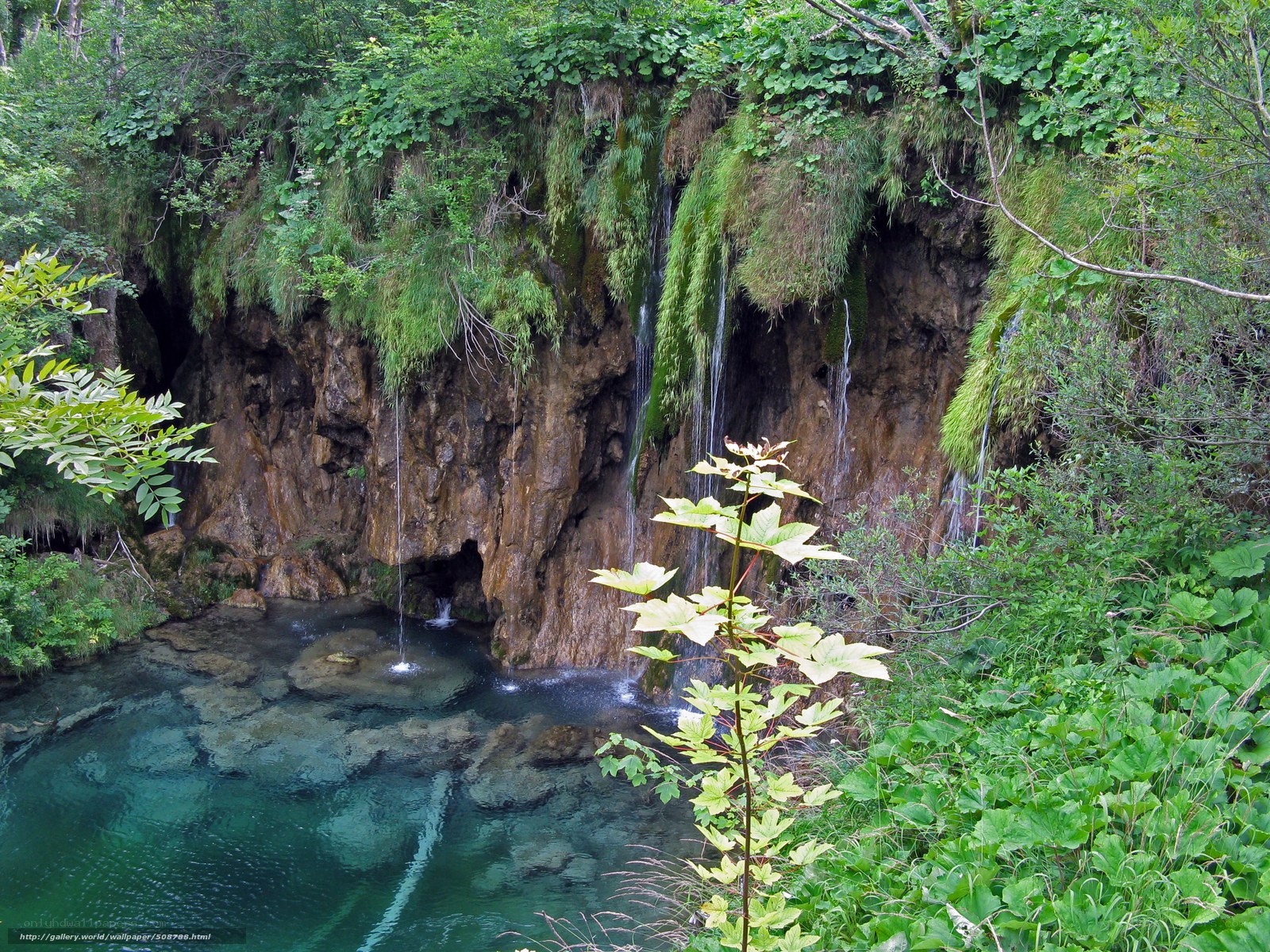 Waterfall in a lush forest