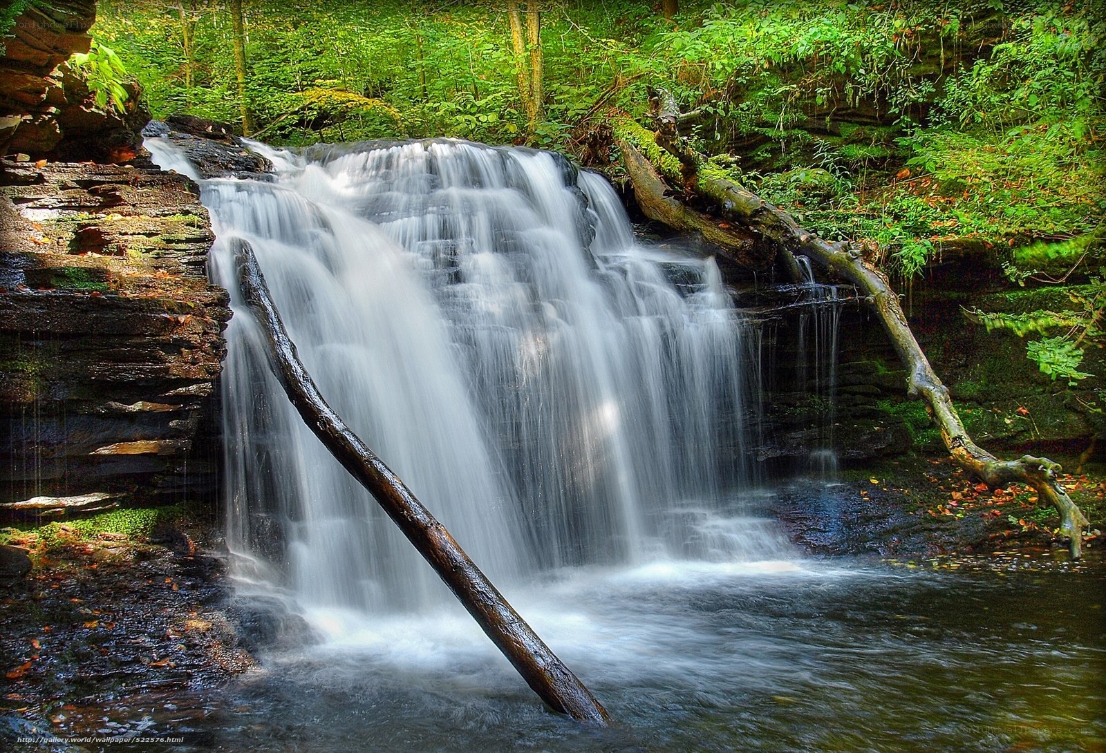 Waterfall in a lush forest