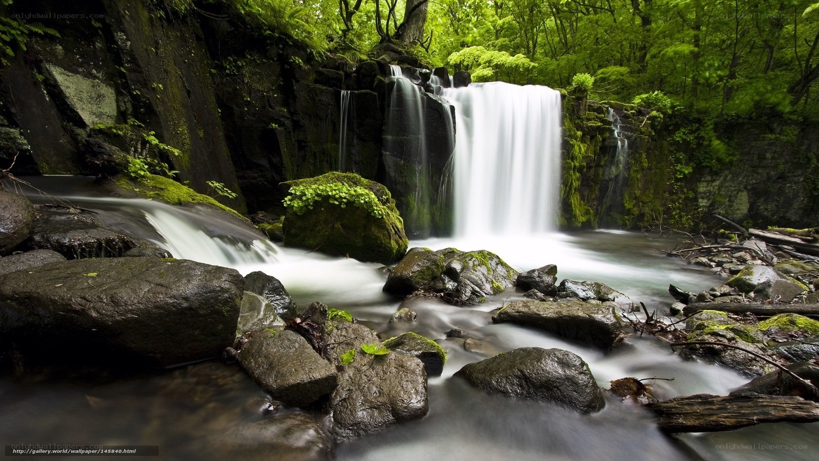 Waterfall in a lush forest