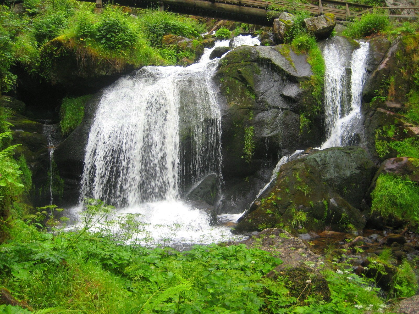 Waterfall in a lush forest