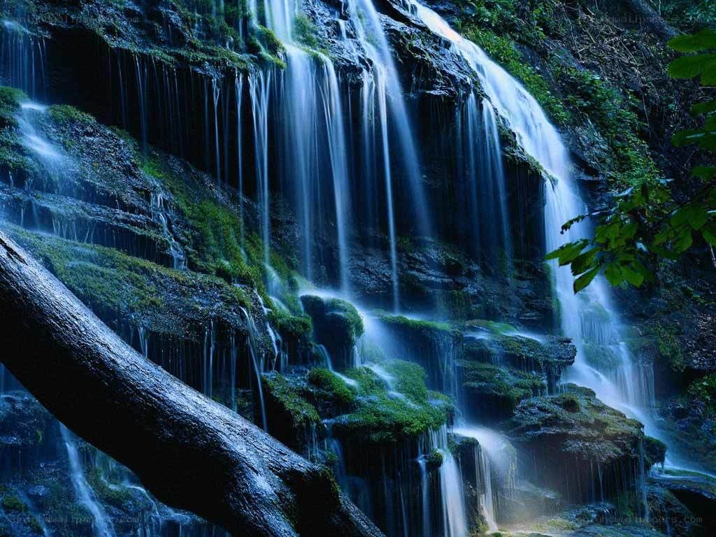 Waterfall in a lush forest