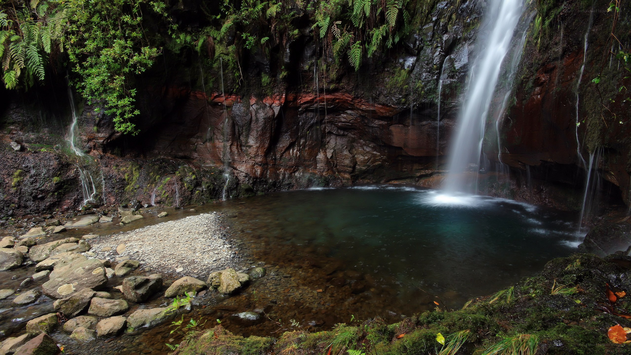 Waterfall in a lush forest