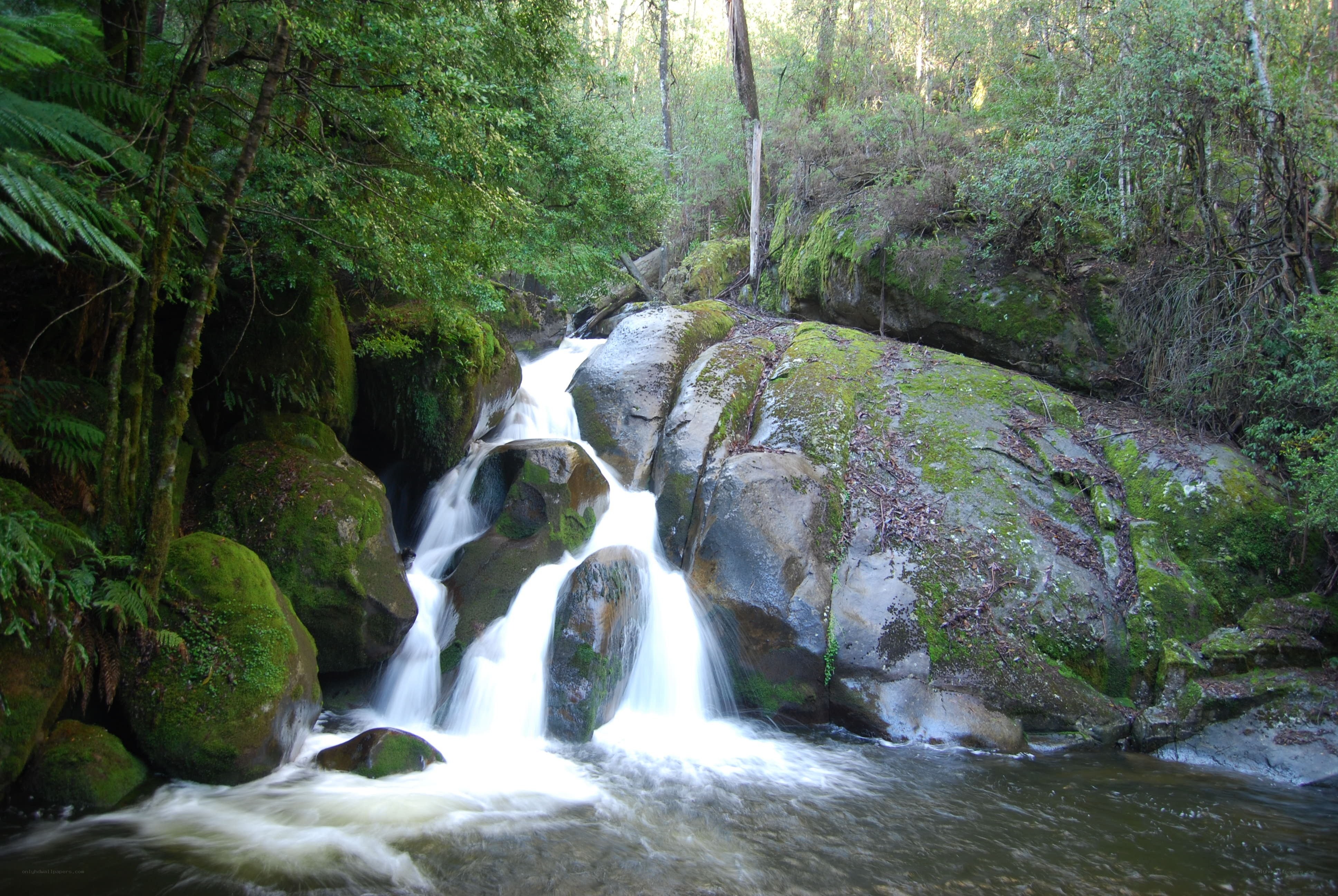 Waterfall in a lush forest