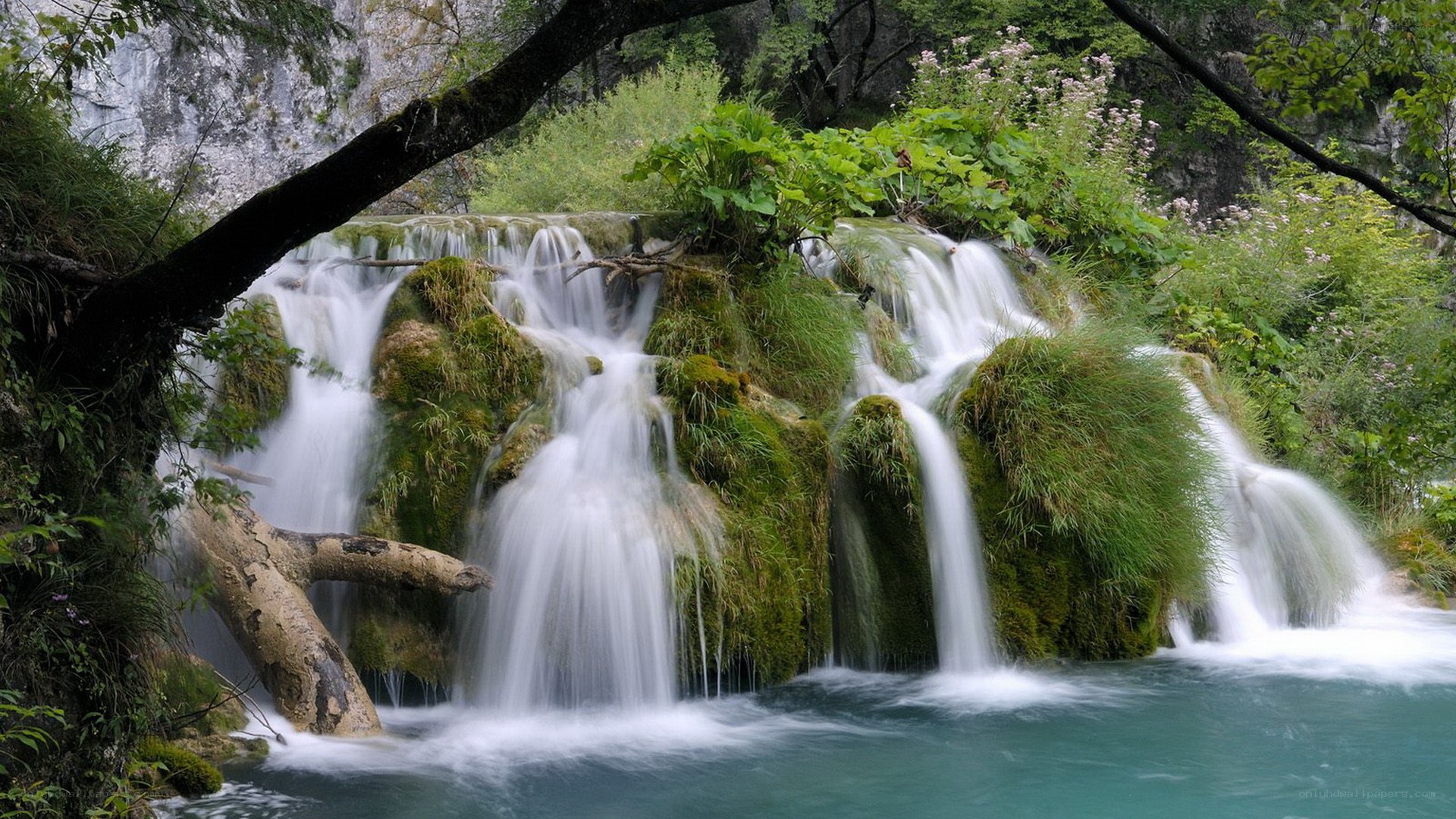 Waterfall in a lush forest