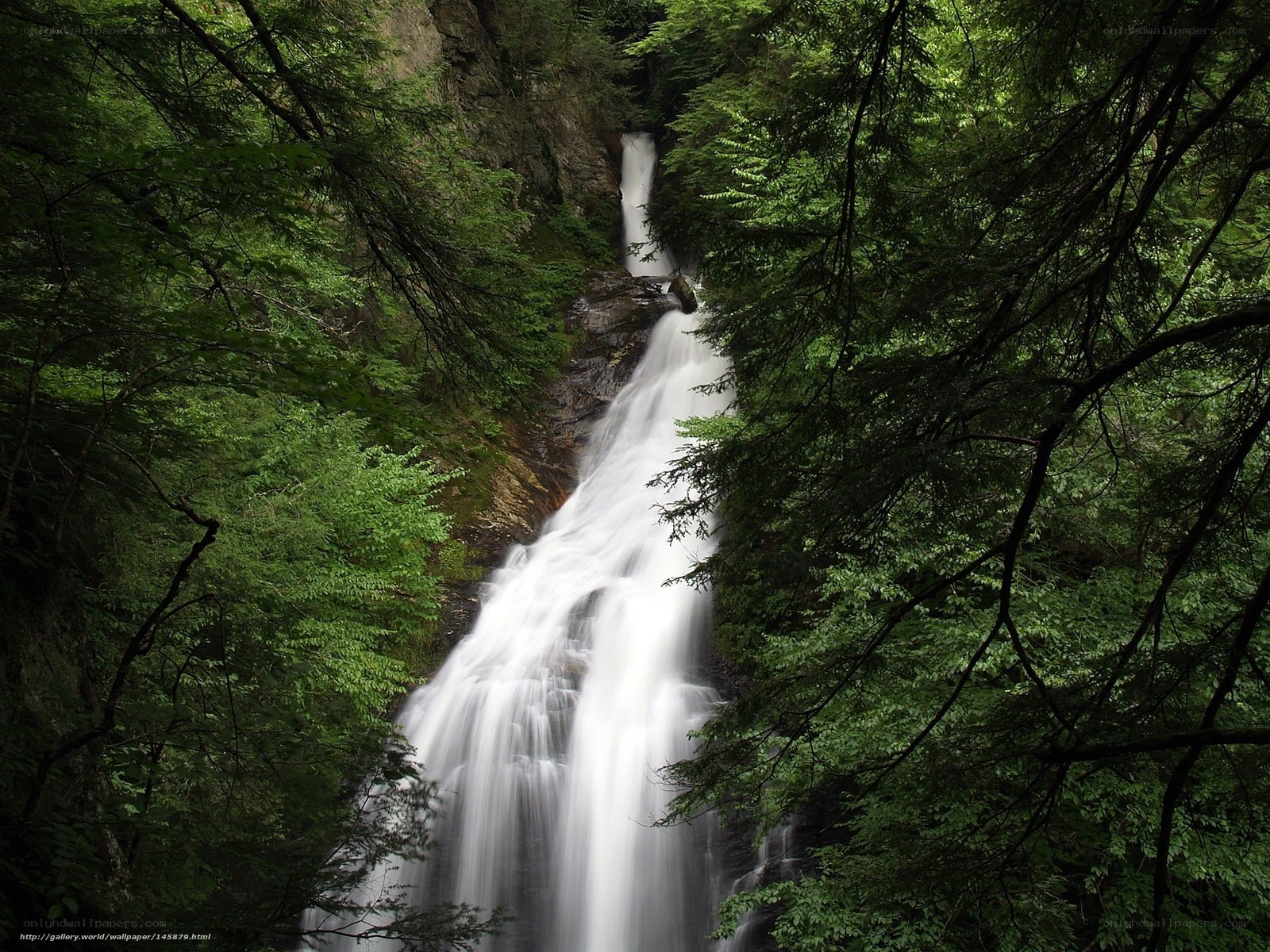 Waterfall in a lush forest