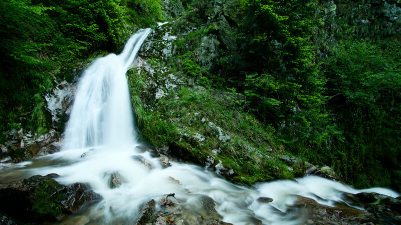 Waterfall in a lush forest