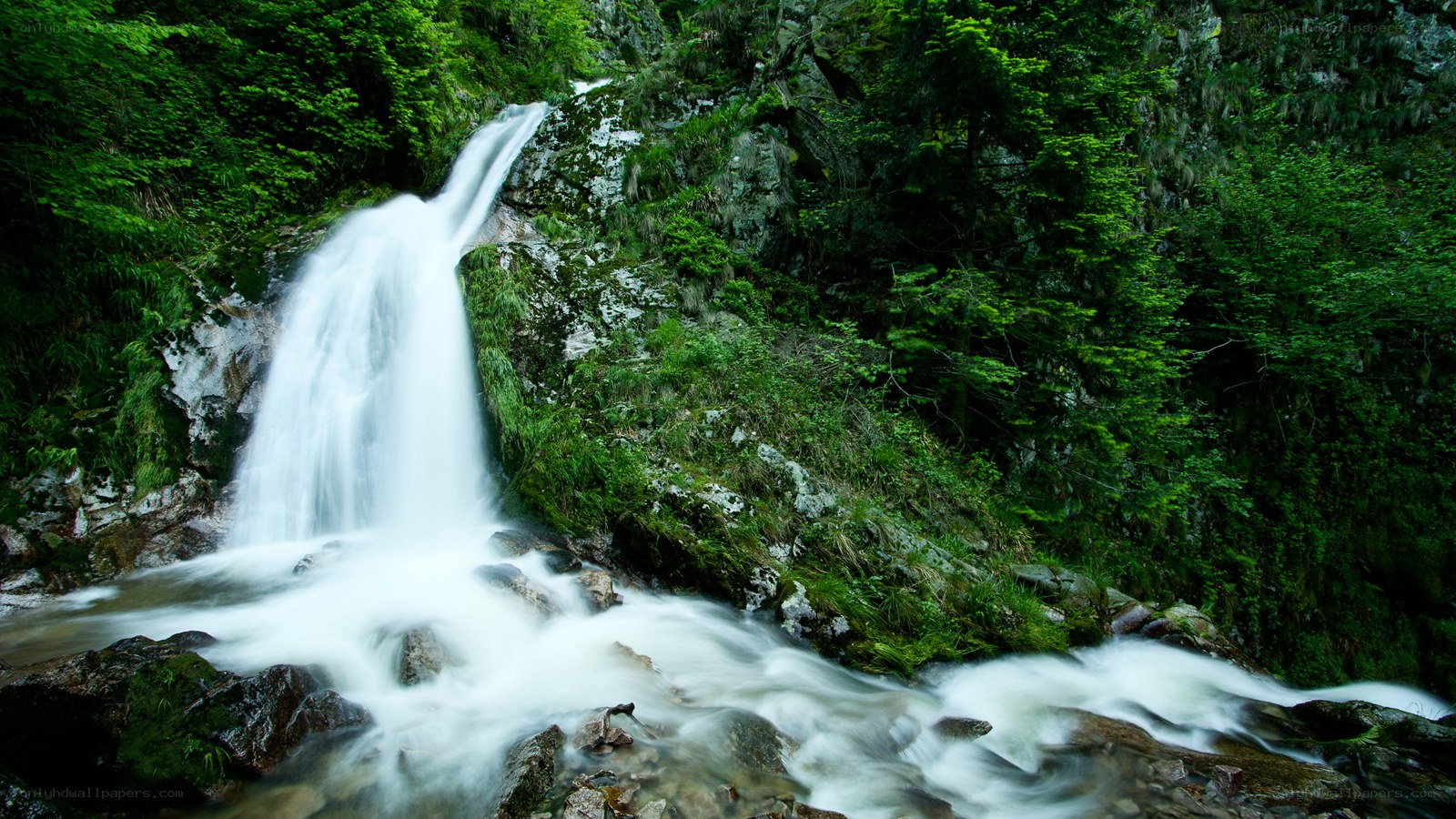 Waterfall in a lush forest