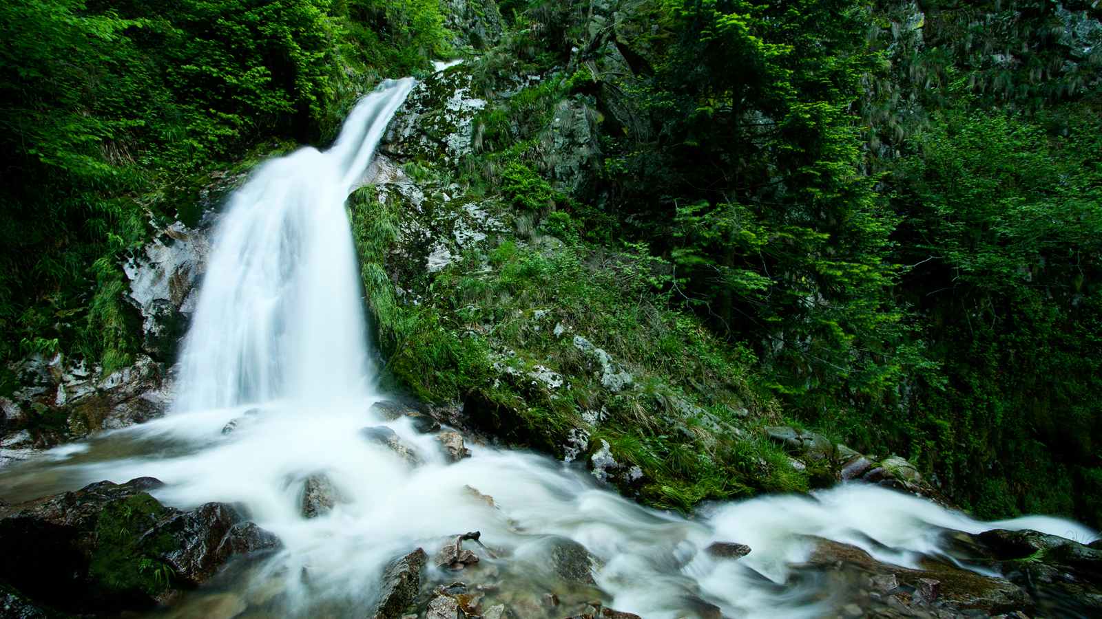 Waterfall in a lush forest