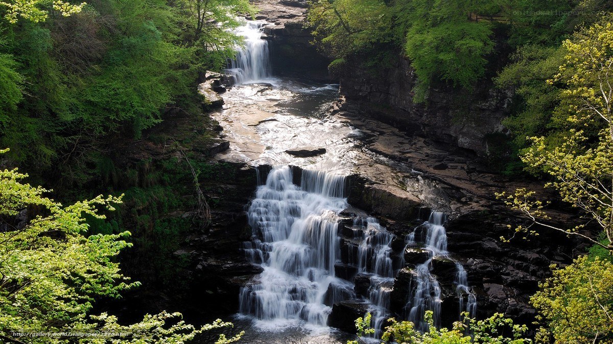 Waterfall in a lush forest