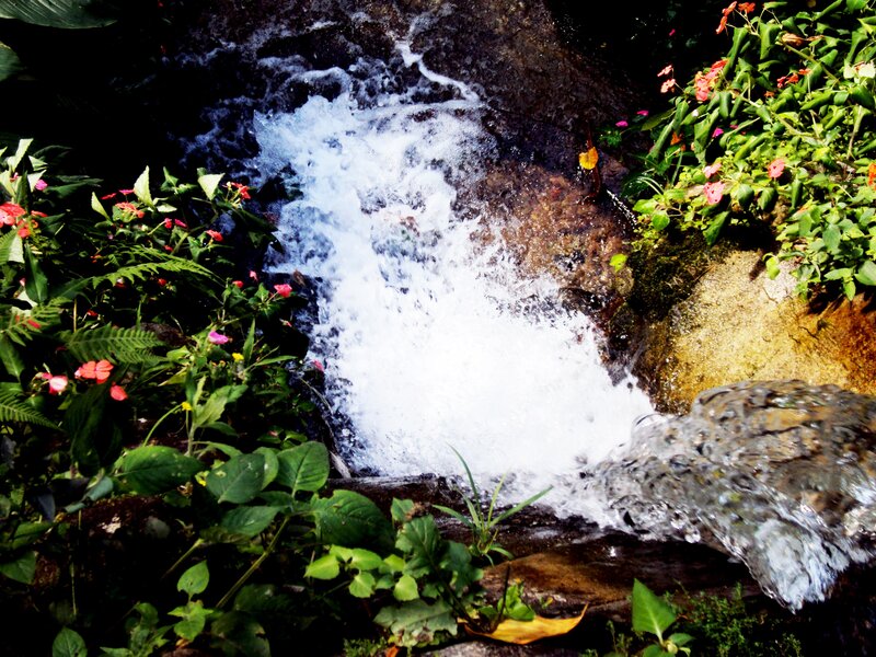 Waterfall in a lush garden