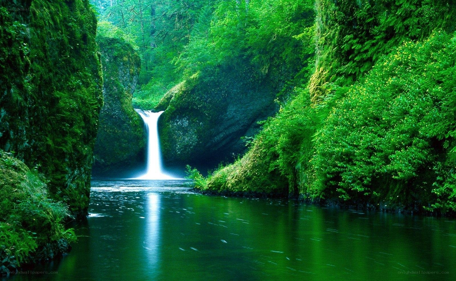 Waterfall in a lush green forest