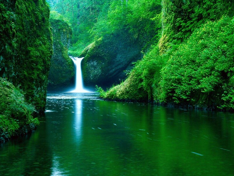 Waterfall in a lush green forest
