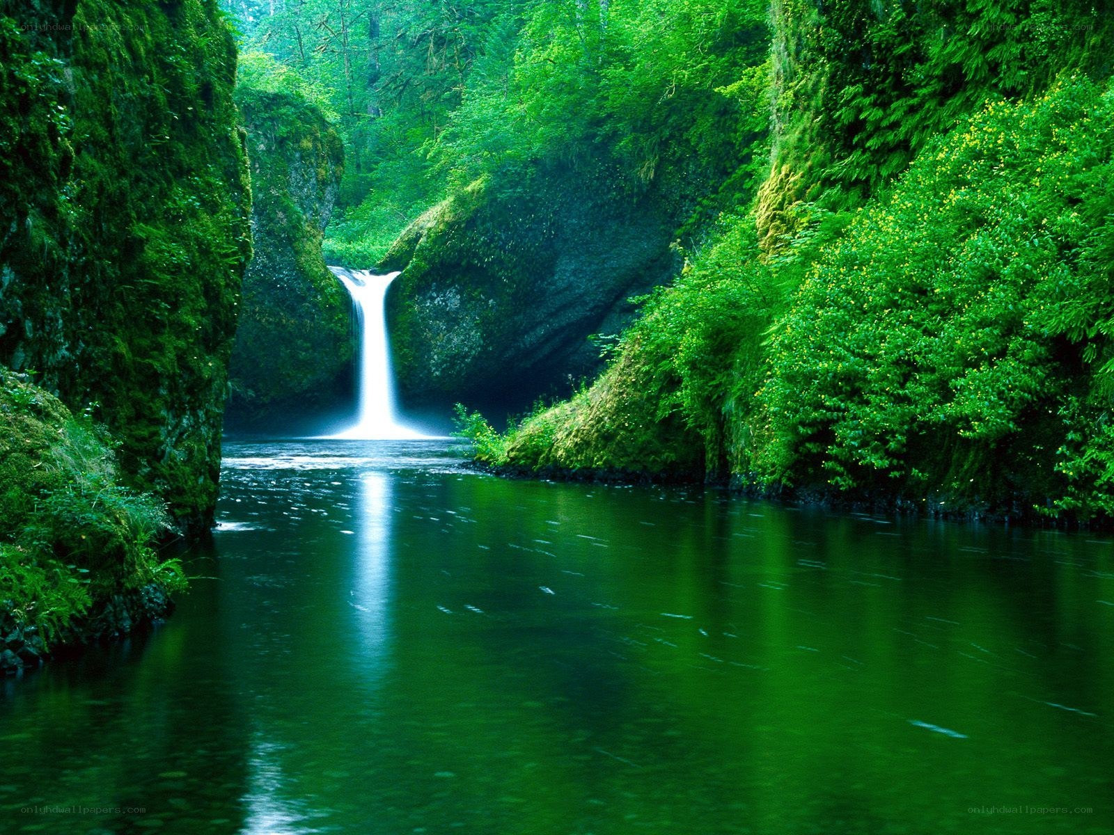 Waterfall in a lush green forest