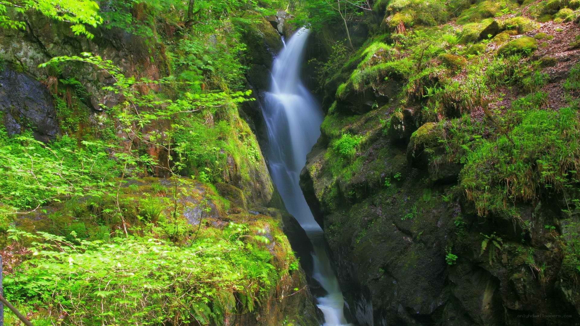 Waterfall in a lush green forest