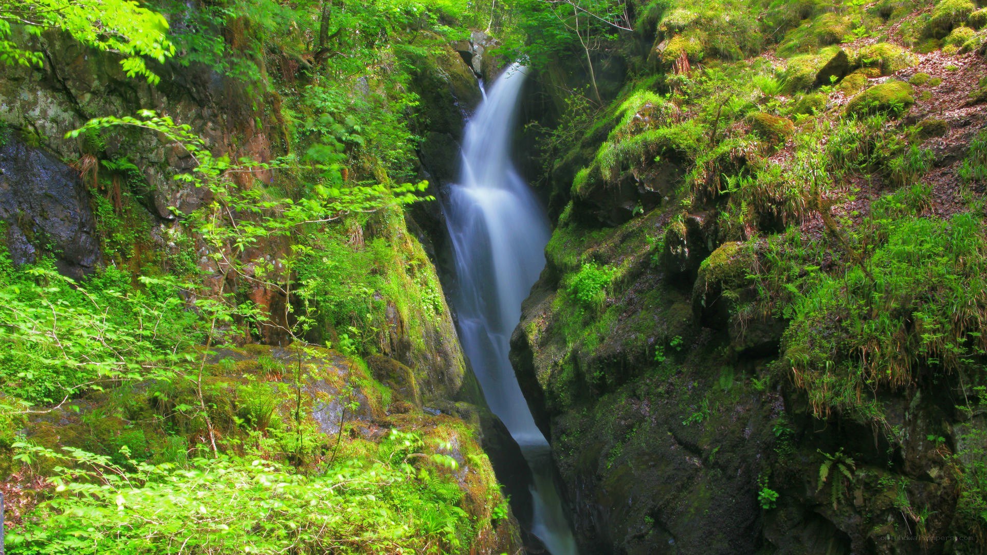 Waterfall in a lush green forest