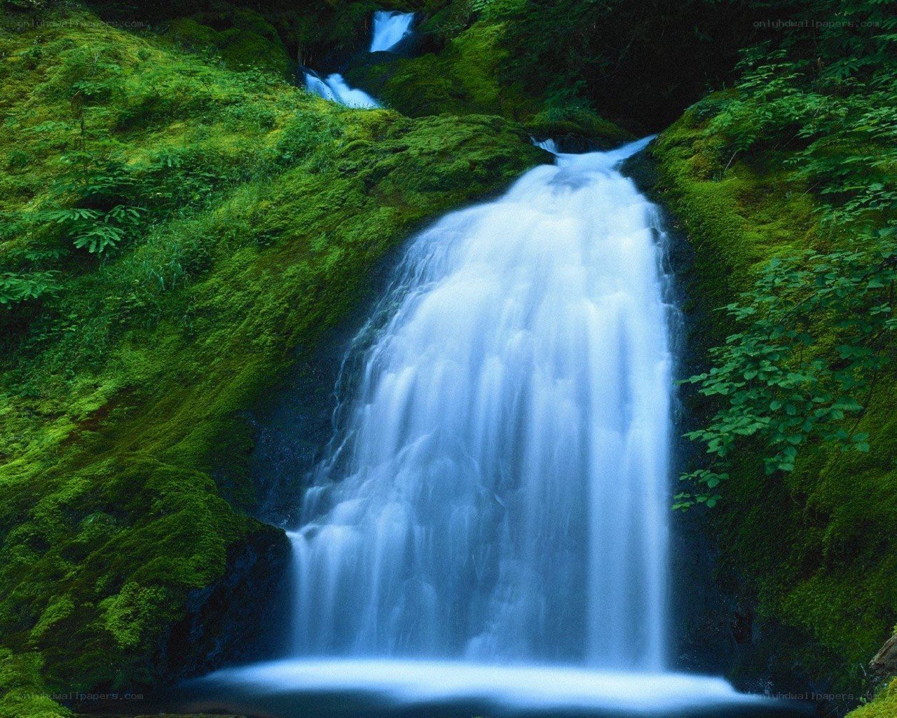 Waterfall in a lush green forest