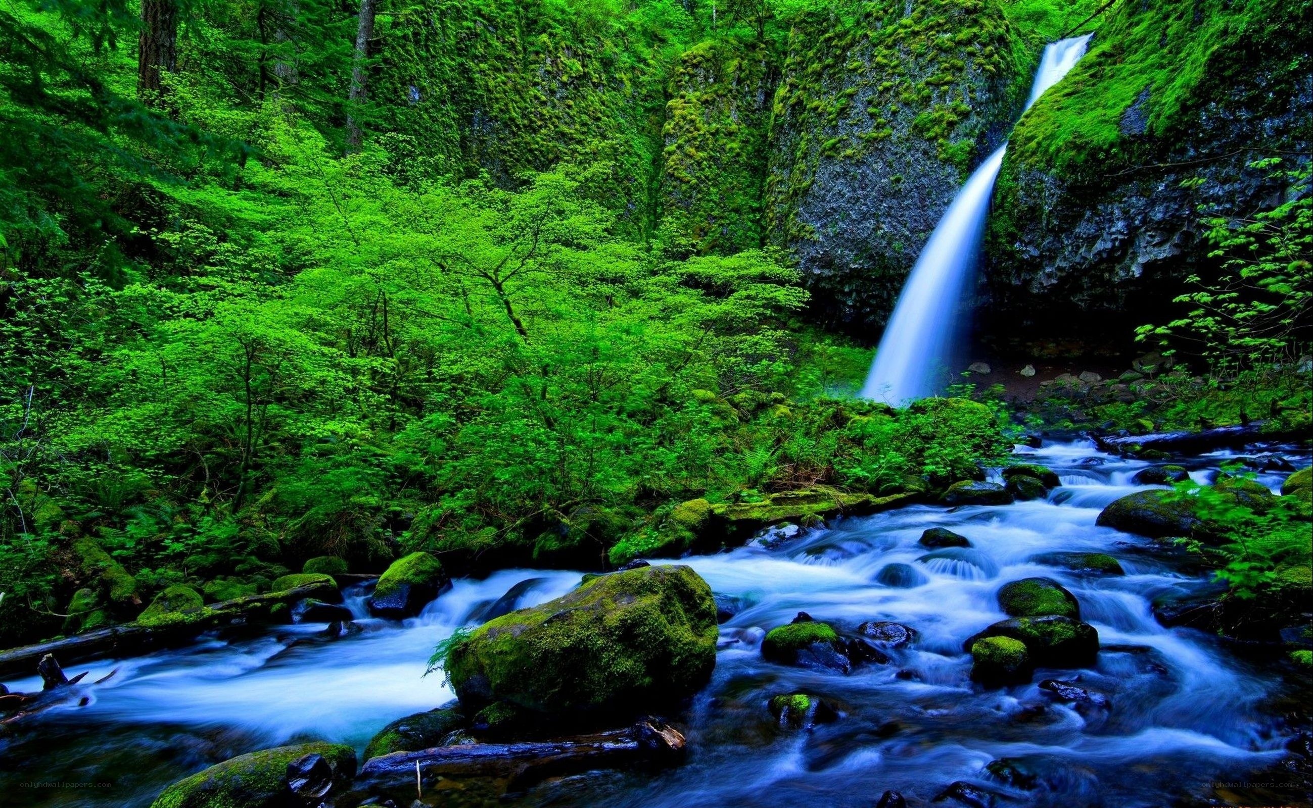 Waterfall in a lush green forest