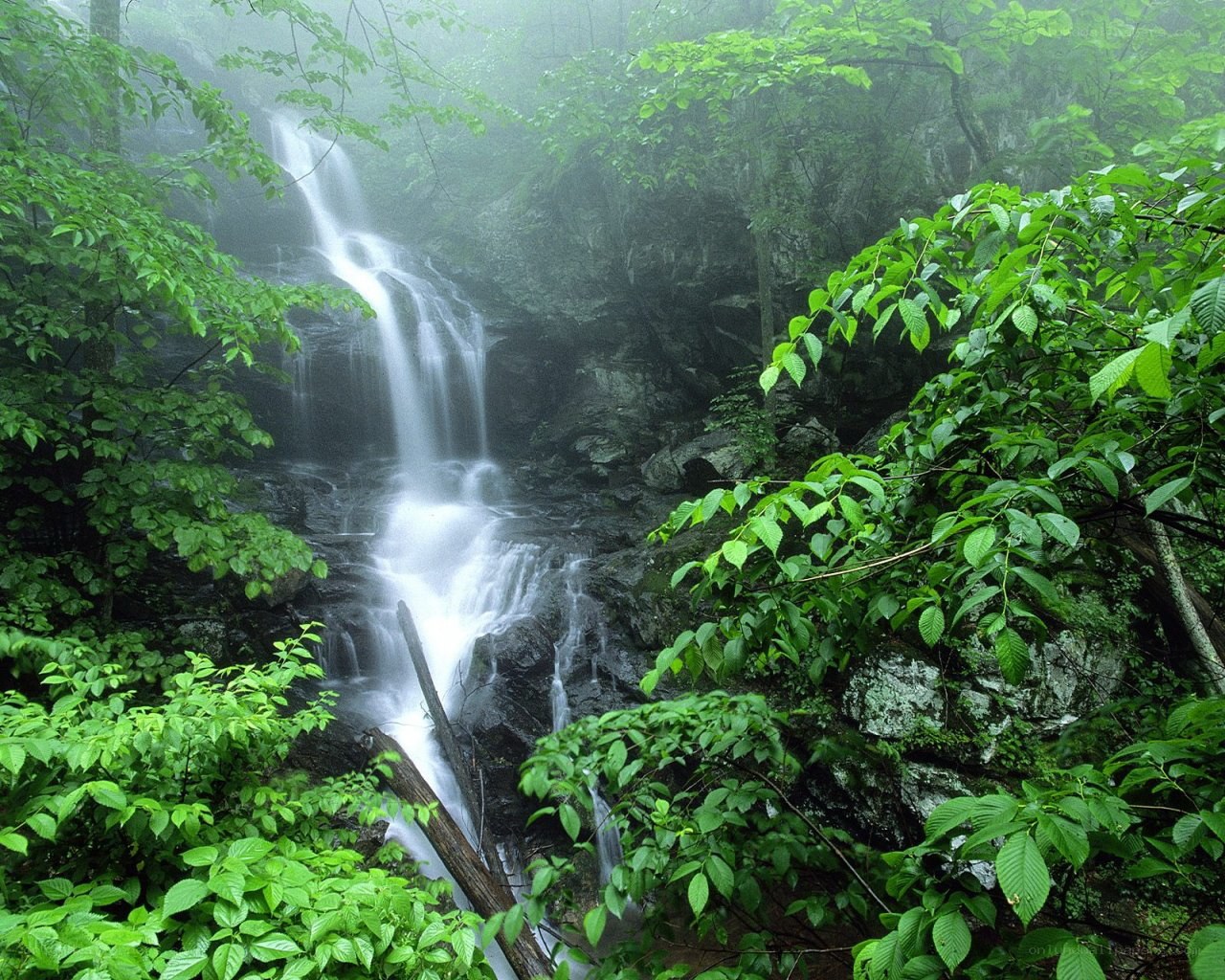 Waterfall in a misty forest