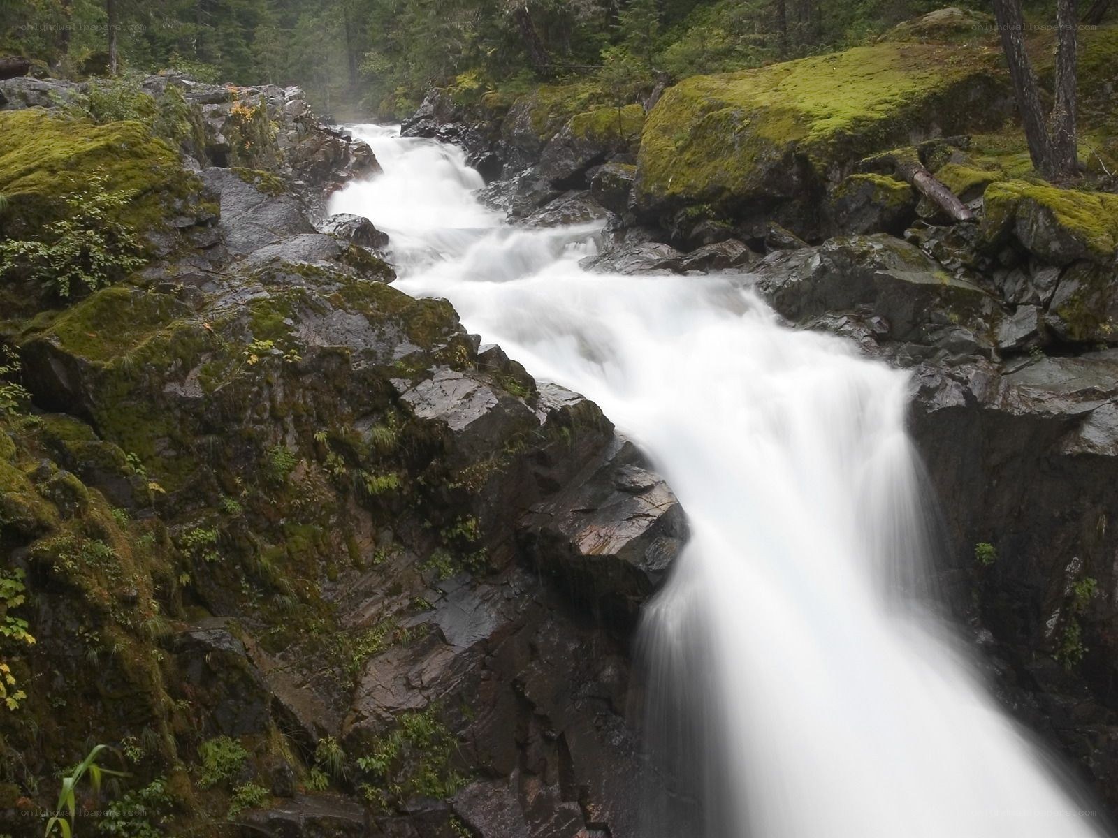 Waterfall in a mossy forest