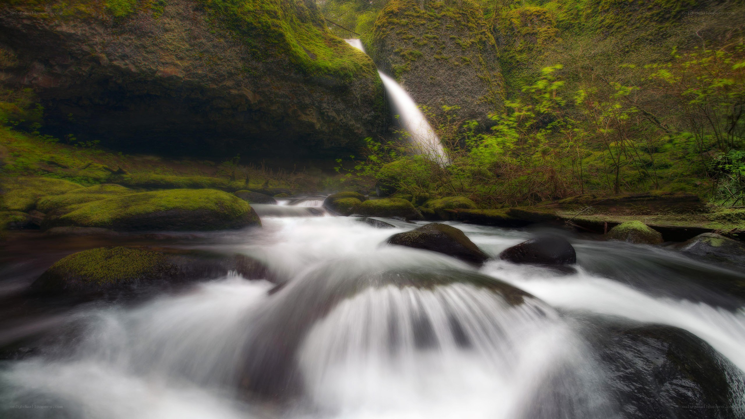 Waterfall in a mossy forest