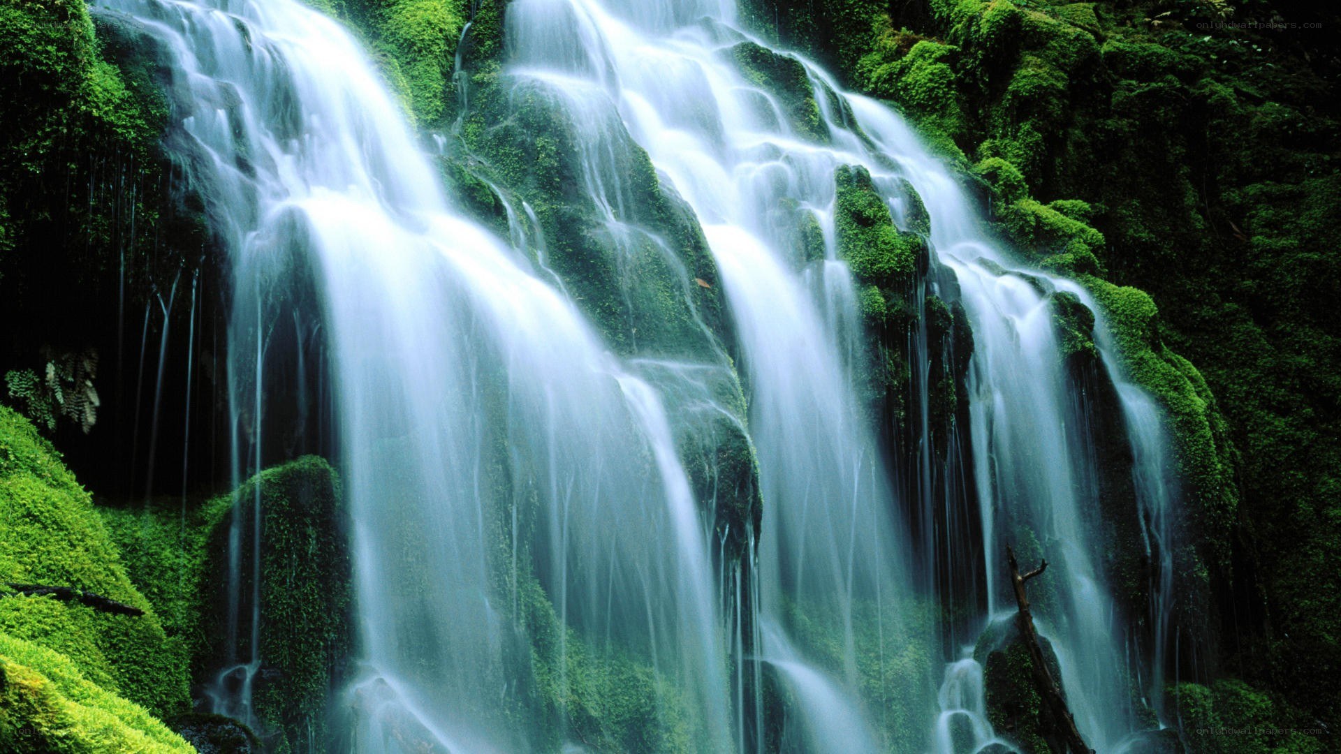 Waterfall in a mossy forest