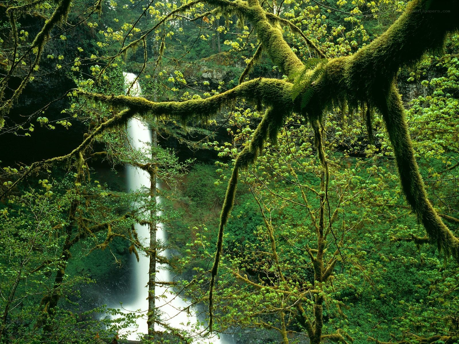 Waterfall in a mossy forest