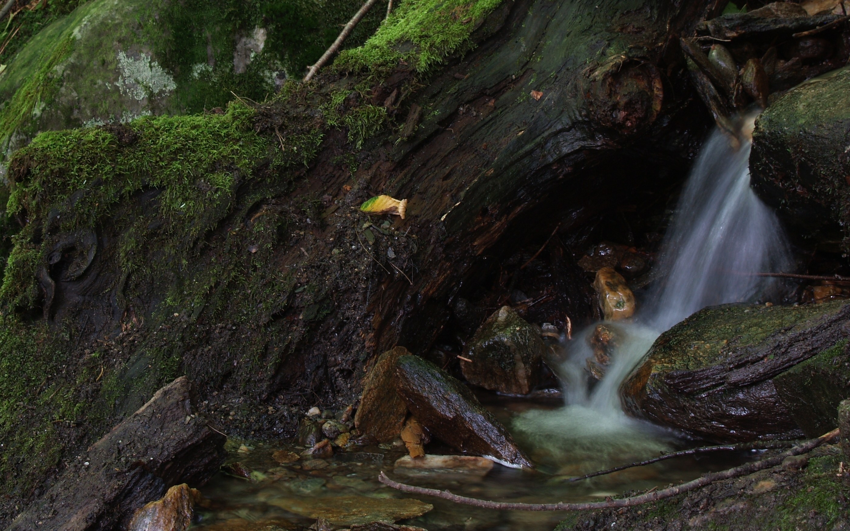 Waterfall in a mossy forest