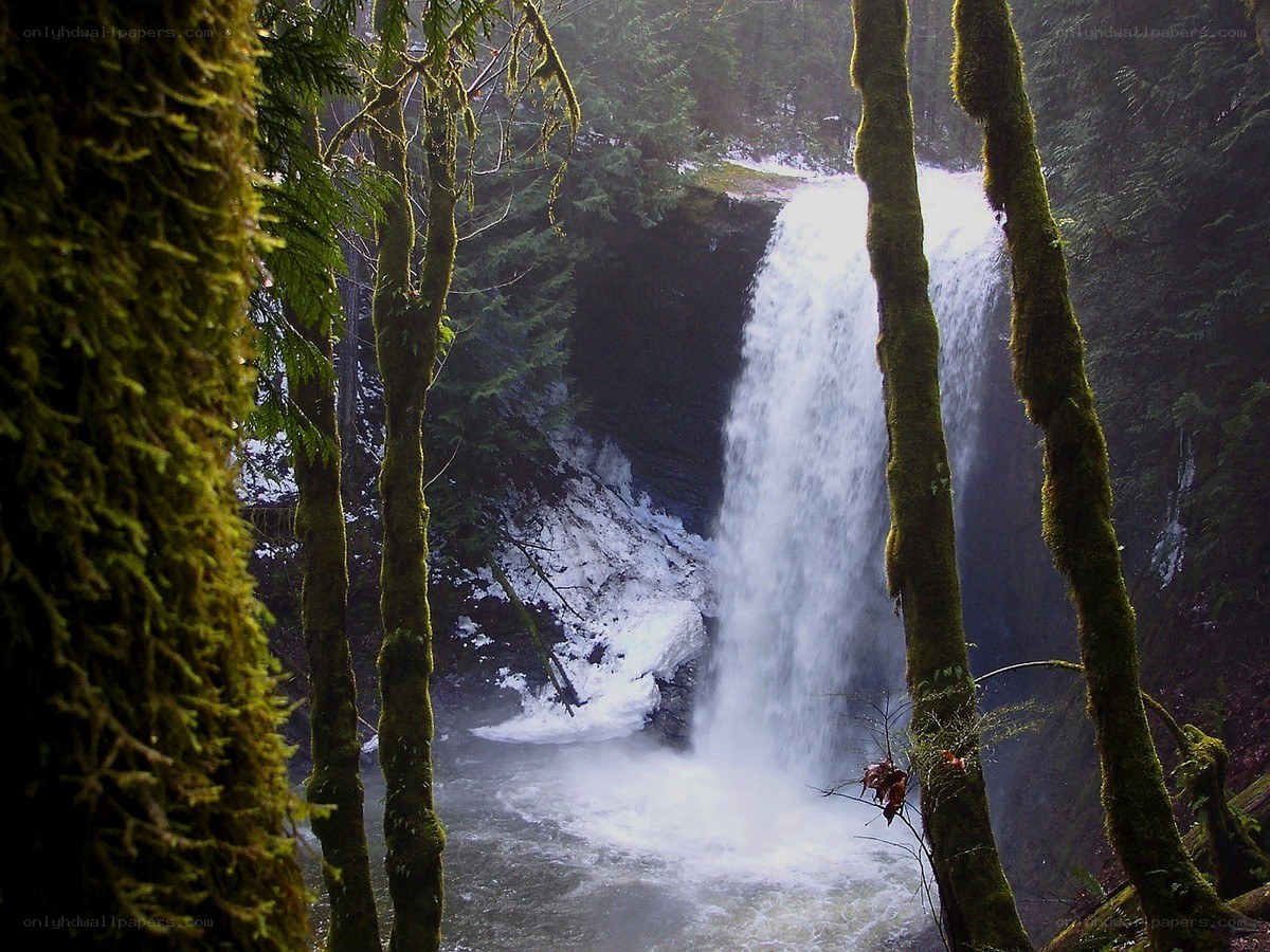 Waterfall in a mossy forest
