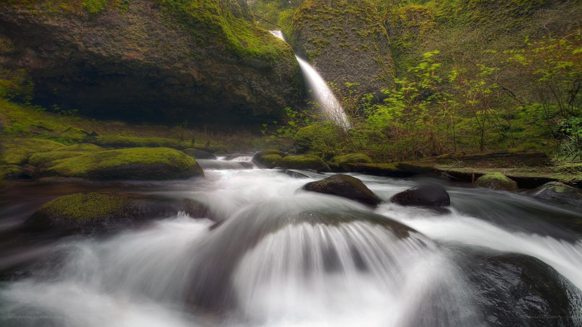 Waterfall in a mossy forest
